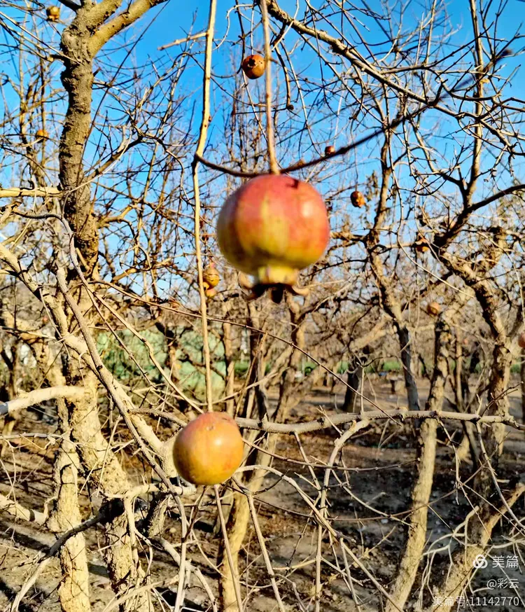 金牛山石榴园随拍